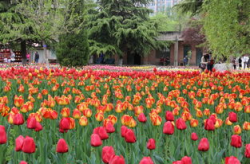 西安拍花写真,古城春色，绽放光影之美