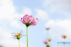 关于春天的句子唯美短句,唯美短句描绘春天的诗篇
