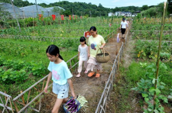 农场田园写真,农场写真里的诗意画卷