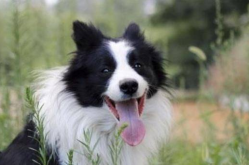 边境牧羊犬好不好,聪明友善，家庭宠物的理想选择”