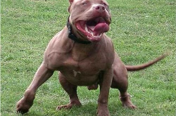 美国比特犬,起源、特性与争议并存的历史犬种